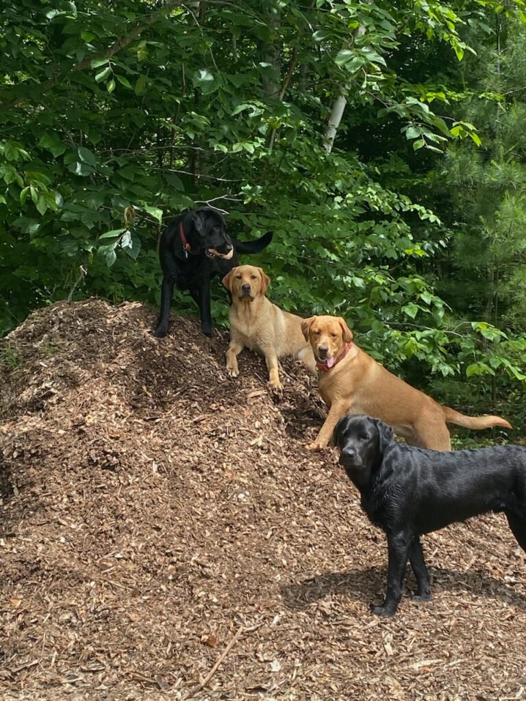 4 Labradors from Sweet Valley Acre's Labradors
