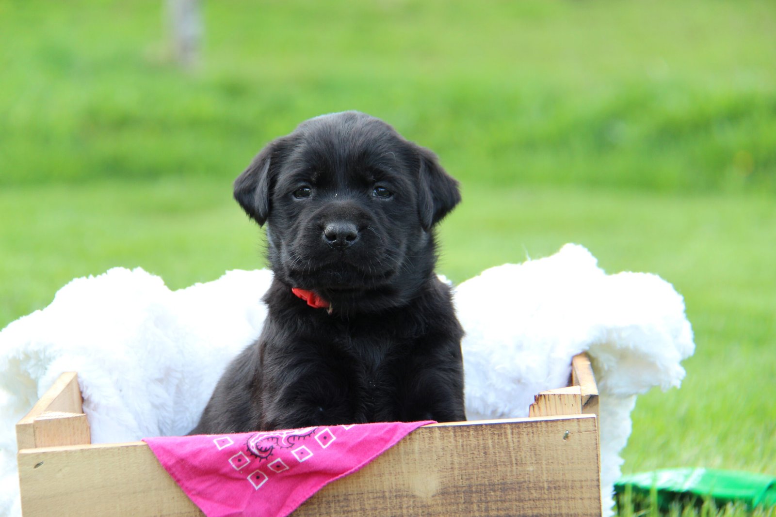 Black Lab Puppy from Sweet Valley Acre's Labradors in Northern Vermont