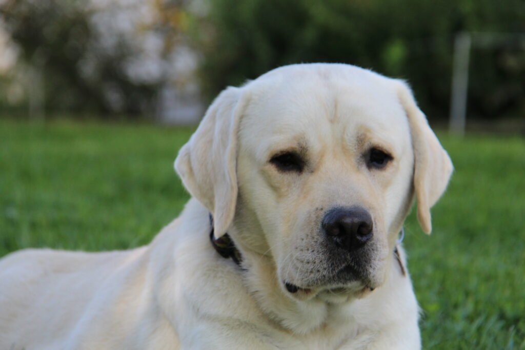 yellow/white labrador stud